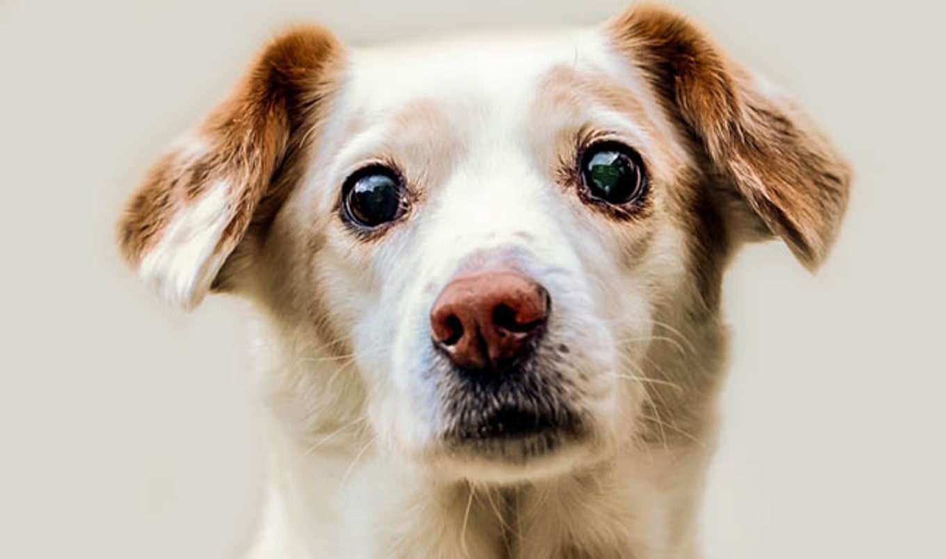 South Korea's Biggest Dog Meat Market Shuts Down