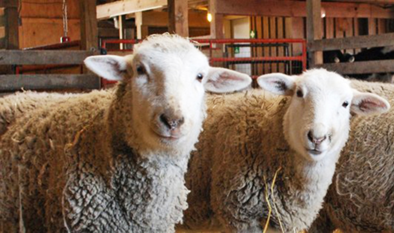Beauty Brand Adopts 12 Animals for the Days of Christmas