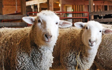 Beauty Brand Adopts 12 Animals for the Days of Christmas