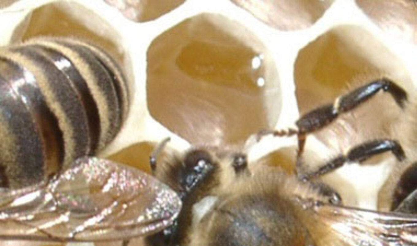 Bees Stop Buzzing