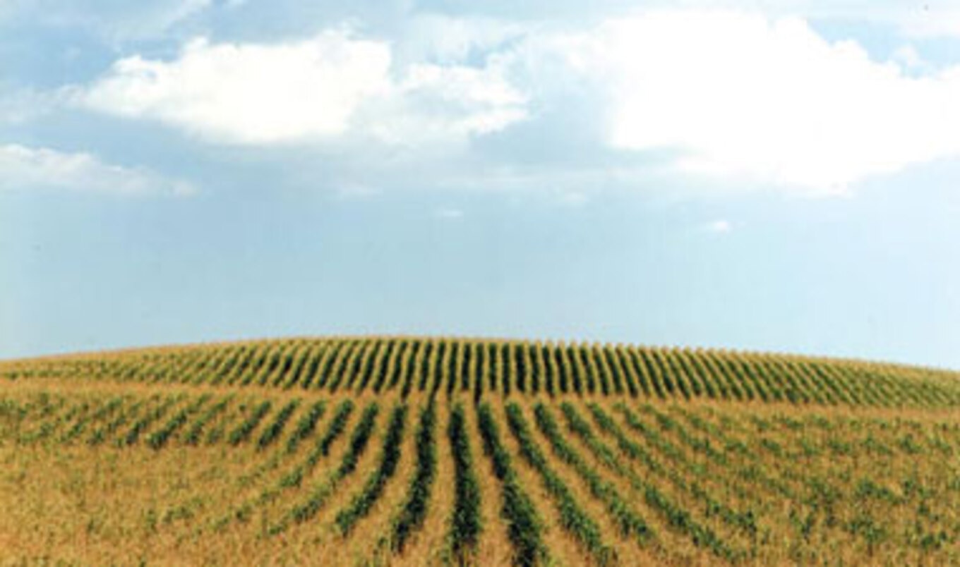GM Crops Harming Butterflies