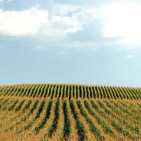 Climate Change Crop Decline