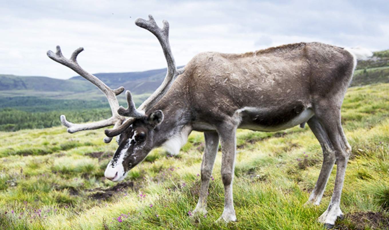 <i>USA Today</i> Says Stop Using Animals as Holiday Props