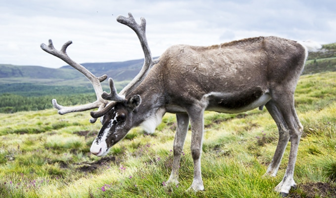 VegNewsReindeer