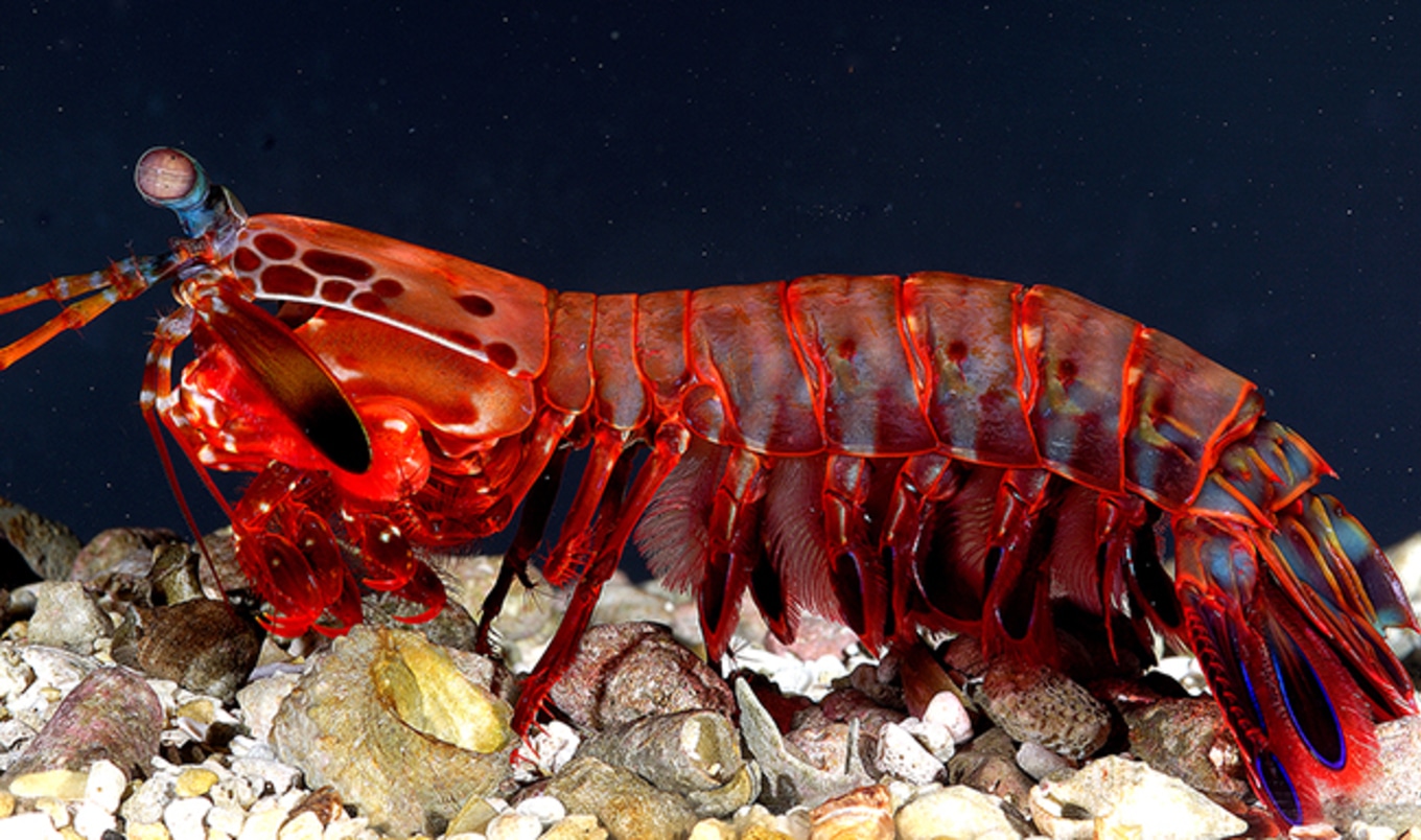 Seafood in China Pumped with Antibiotics