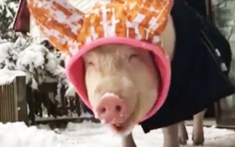Esther the Wonder Pig Winter Video Goes Viral