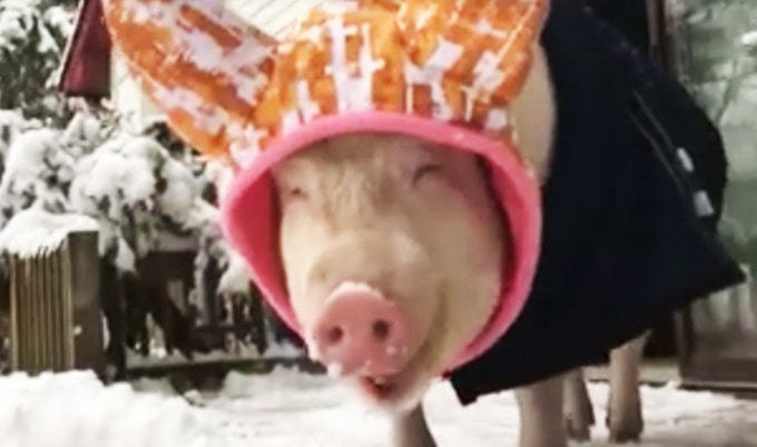 VegNewsEsther2