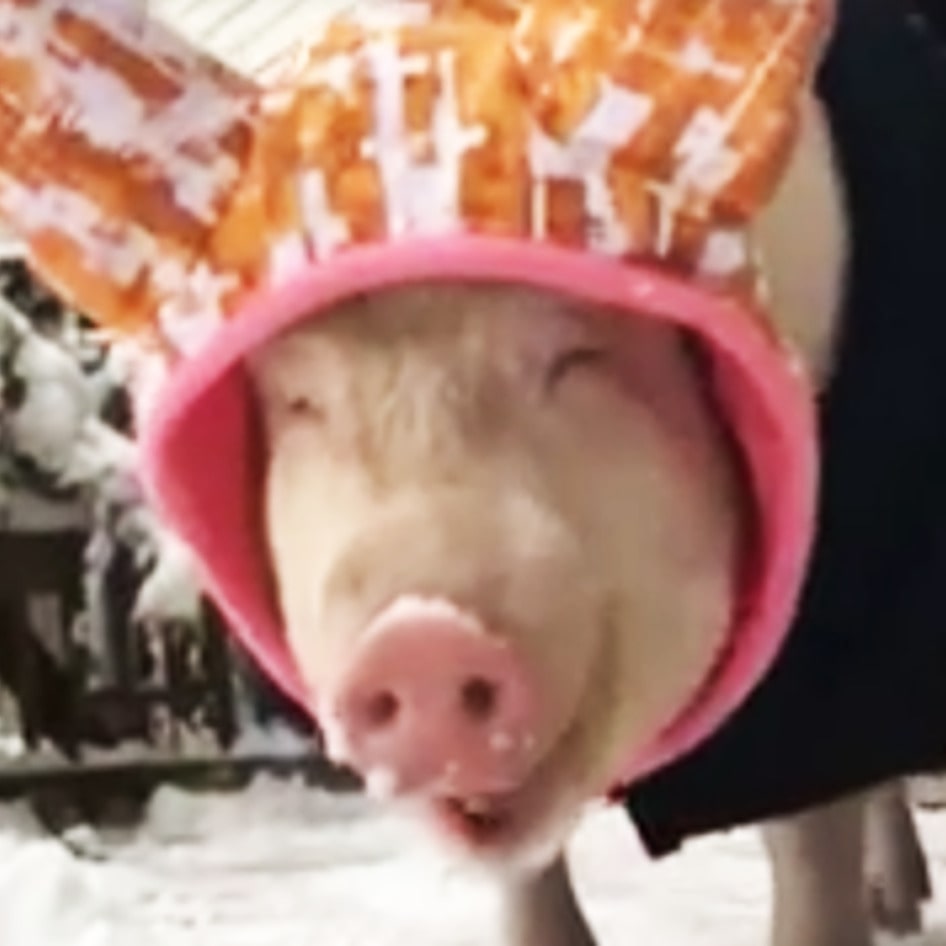 Esther the Wonder Pig Winter Video Goes Viral