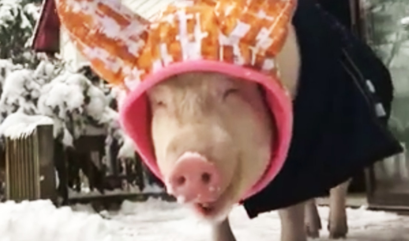 Esther the Wonder Pig Winter Video Goes Viral