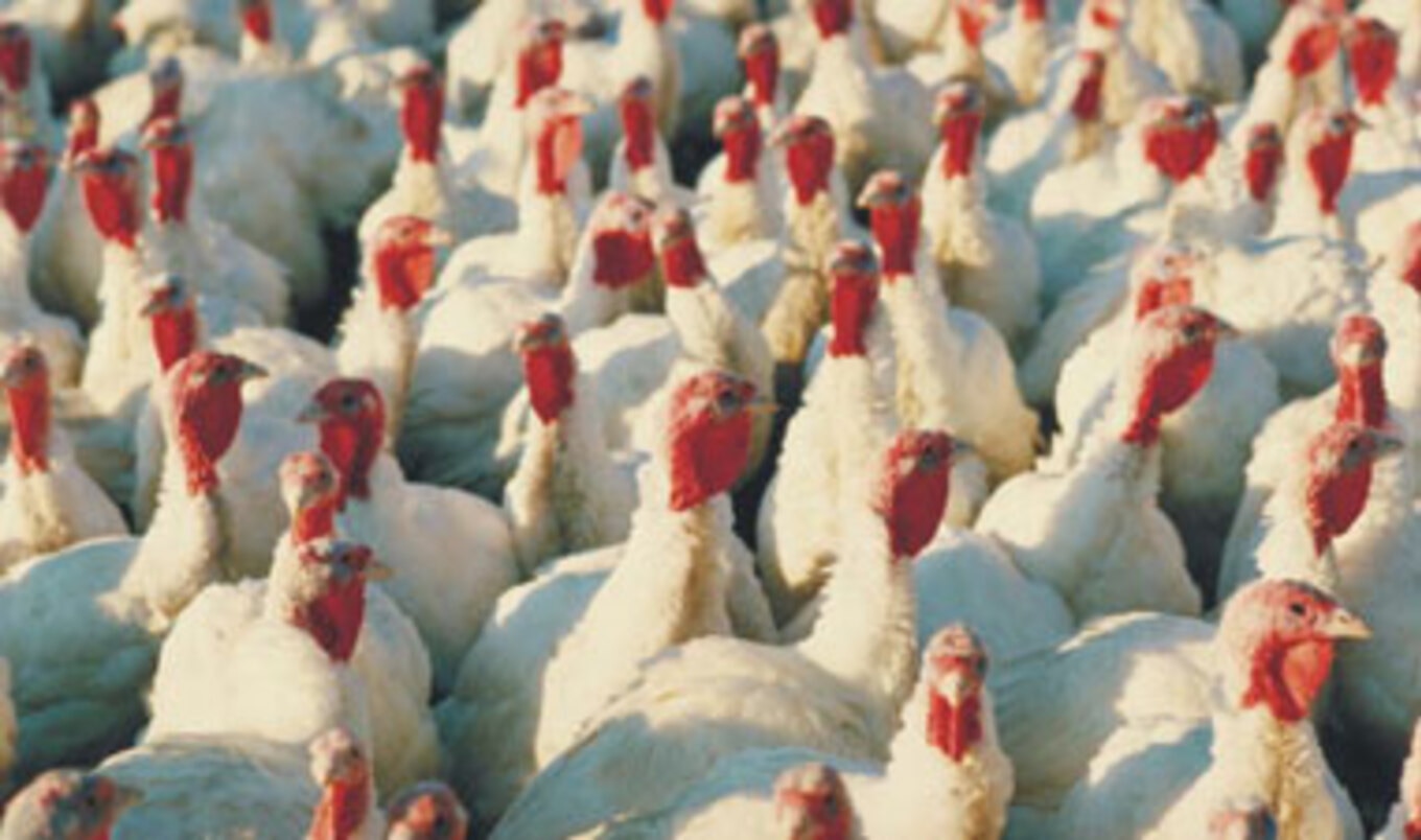 Russia Says No to American Manufactured Meats