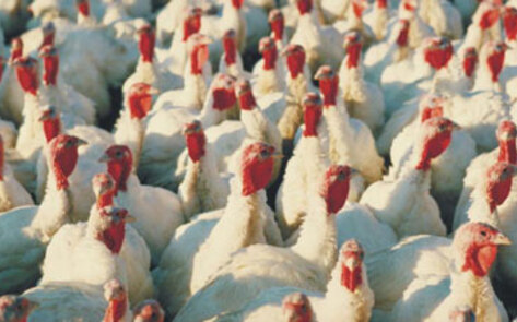 Celebrities Speak Out Against Butterball Abuse