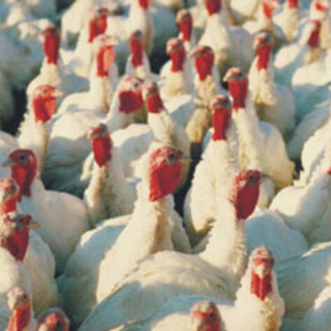 Butterball Employees Convicted of Animal Cruelty