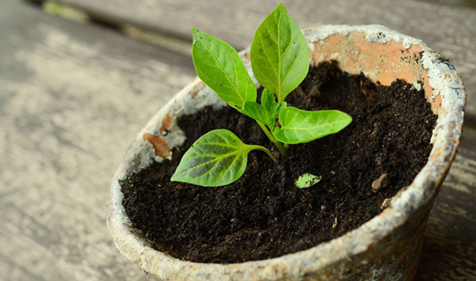 Plant-Based Product Claims Spike by 62 Percent in Four Years