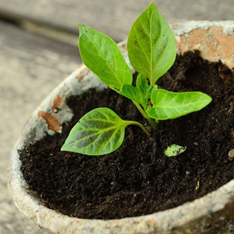 Plant-Based Product Claims Spike by 62 Percent in Four Years