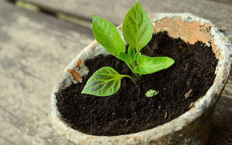 People Will Eat More Plants, Less Meat, in 50 Years