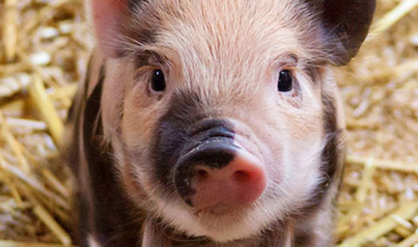 Athletes Unite to Fight High-Speed Pig Slaughter Bill