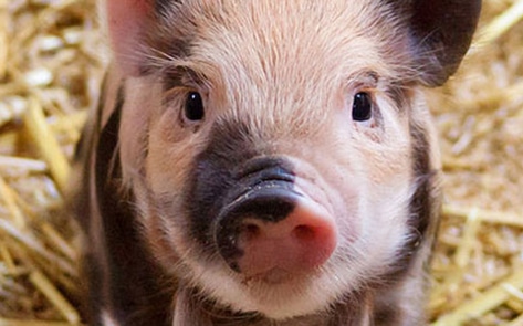Arkansas Close to Passing Egregious Ag-Gag Bill