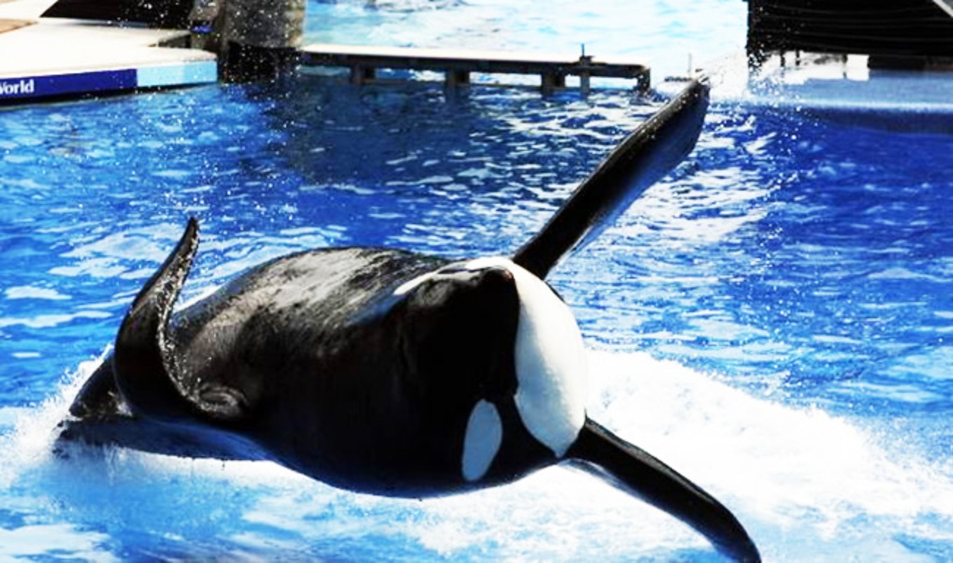 Tilikum Dies at SeaWorld
