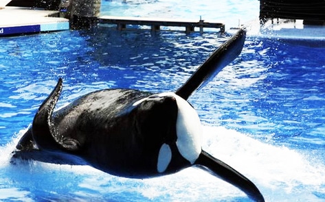 Tilikum Dies at SeaWorld
