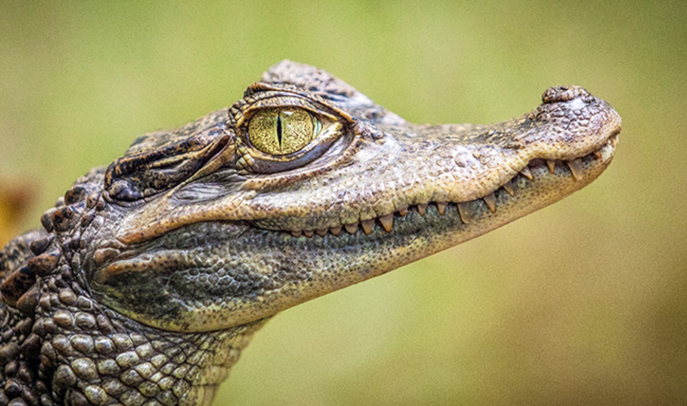 India Bans Import of Exotic Furs and Reptile Skins