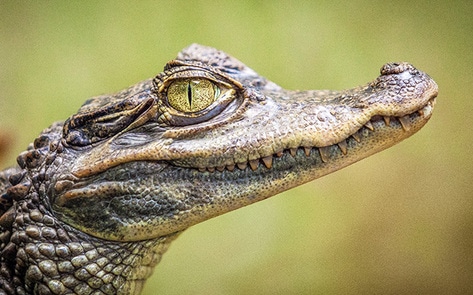 India Bans Import of Exotic Furs and Reptile Skins