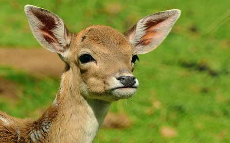 Aquatic Park Hit with Six New Counts of Cruelty