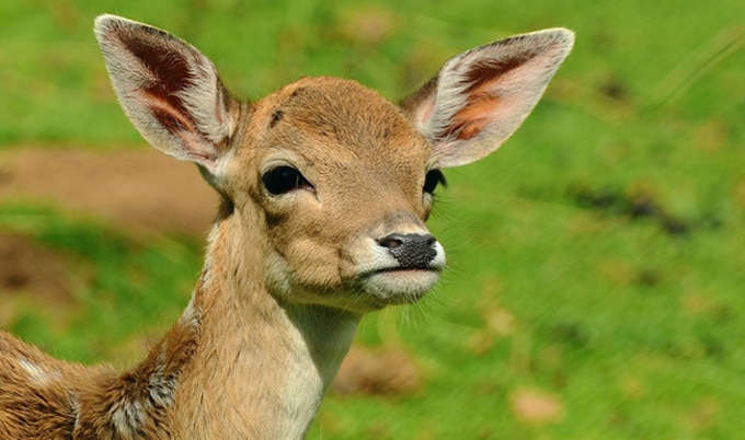 VegNewsDeer