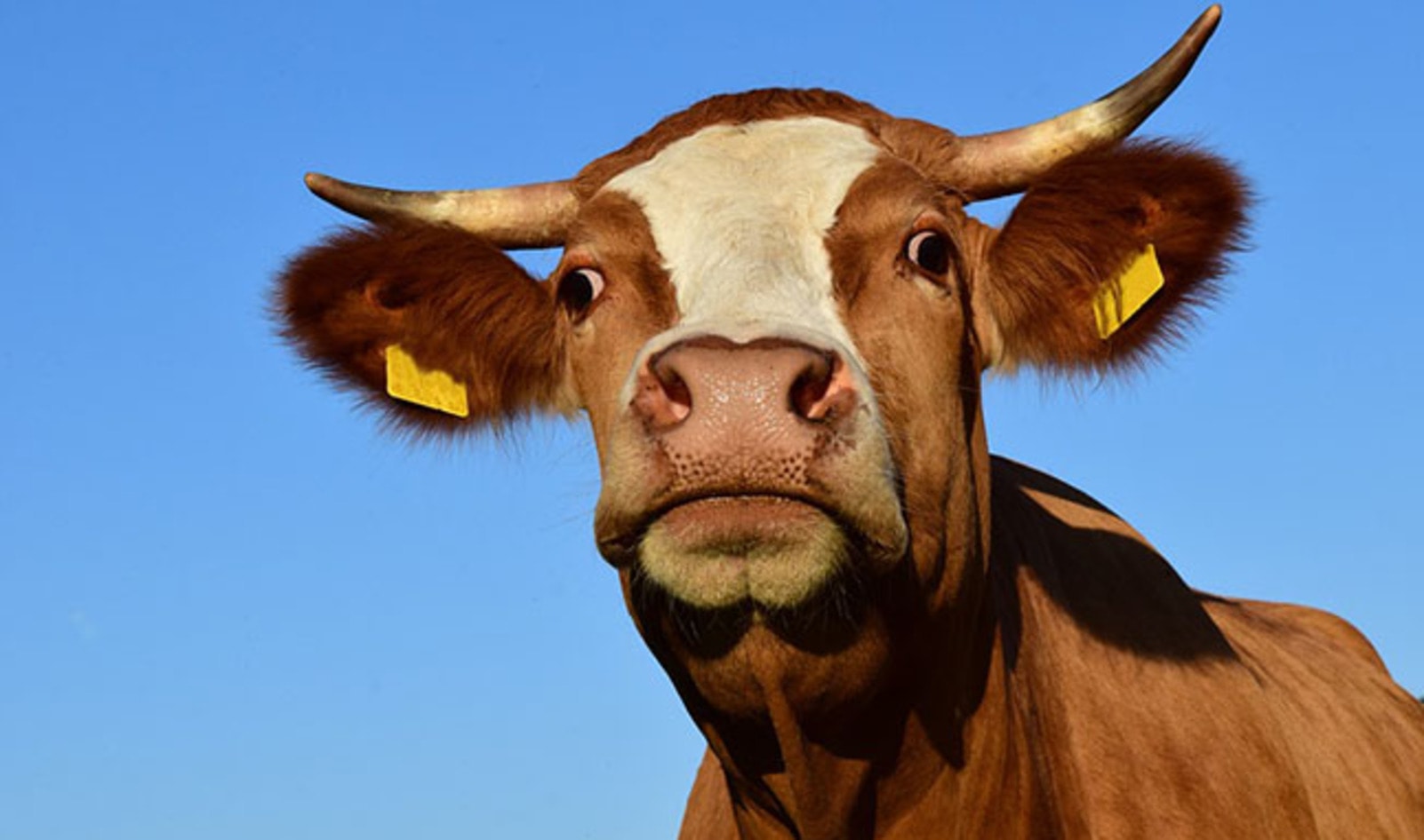 Idaho Judge Rules State’s Ag-Gag Law Unconstitutional