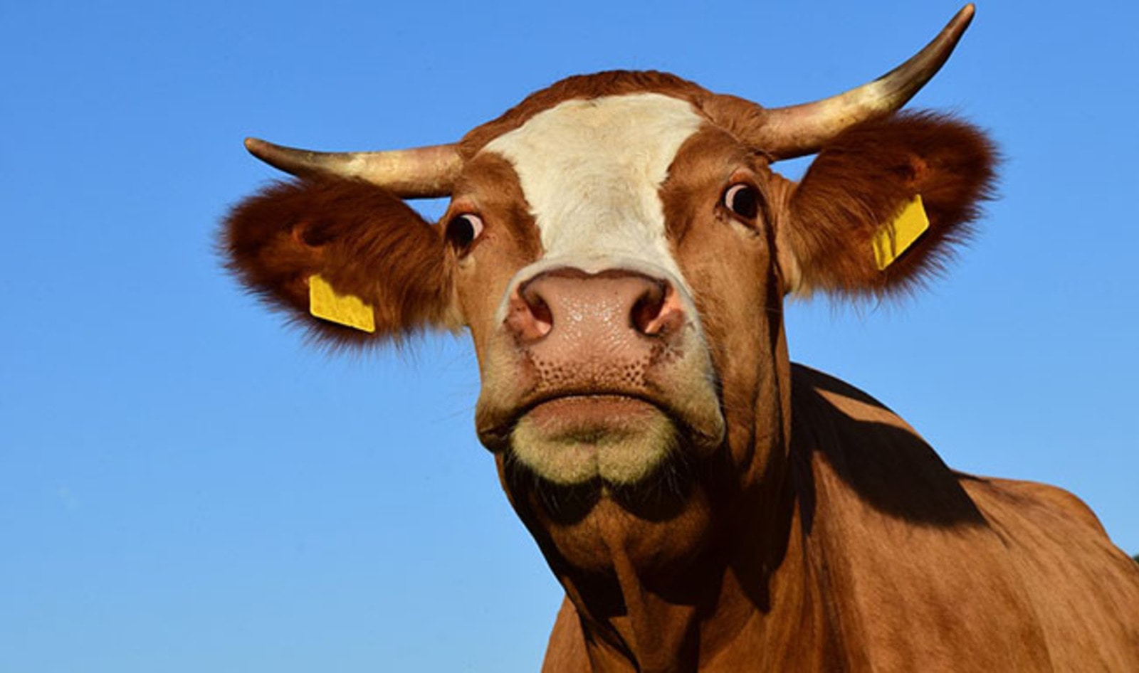 World's Greatest Thinkers Gather to Discuss the Future of Meat | VegNews World's Greatest Thinkers Gather to Discuss the Future of Meat | VegNews